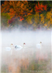 Geese on Lake - Rob Pierpont