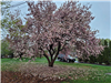 Dogwood Tree - Christine ONeill