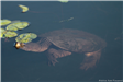 Turtle - Rob Pierpont