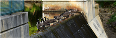 Geese on Dam 