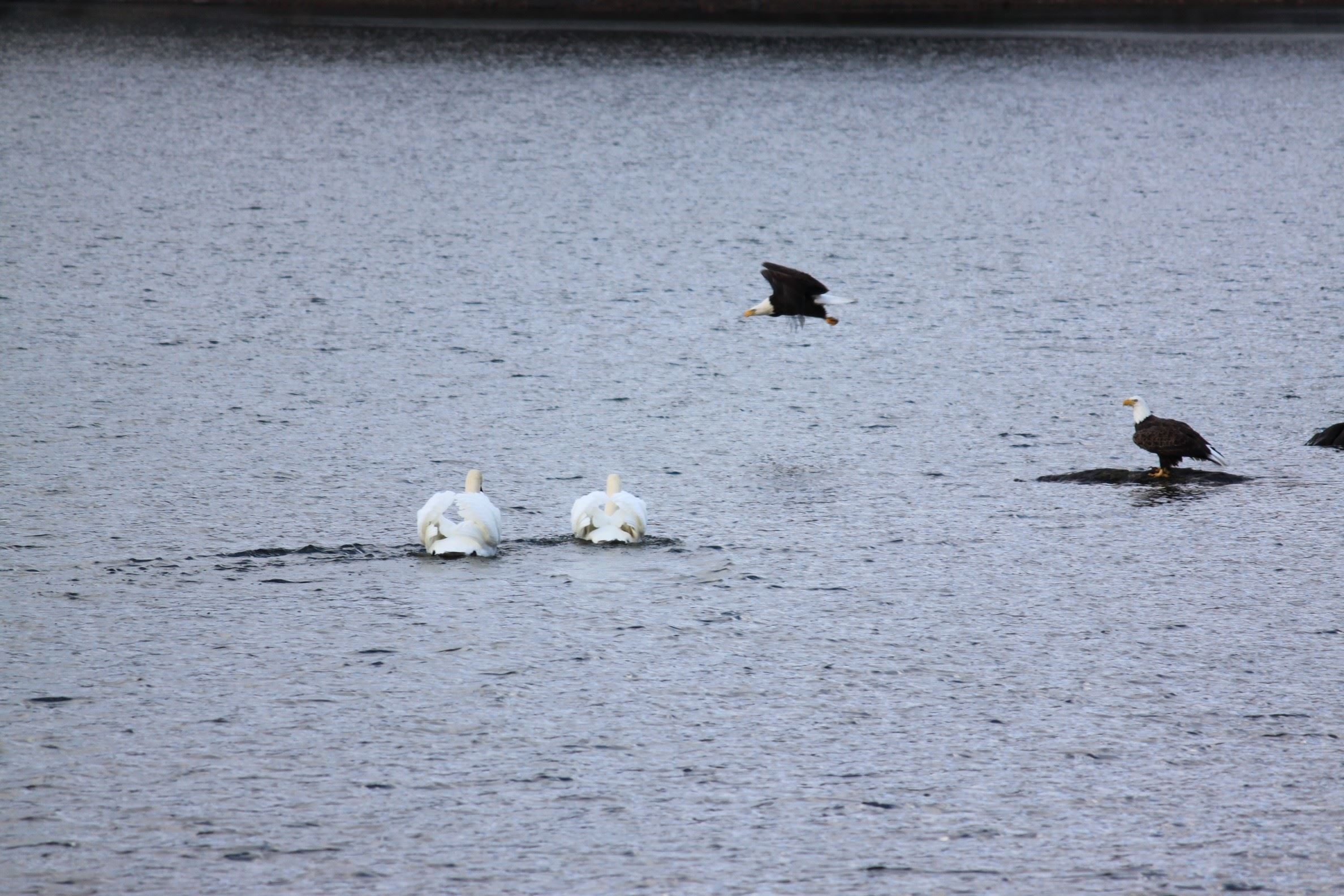 Eagles and Swans - Mark Sussman