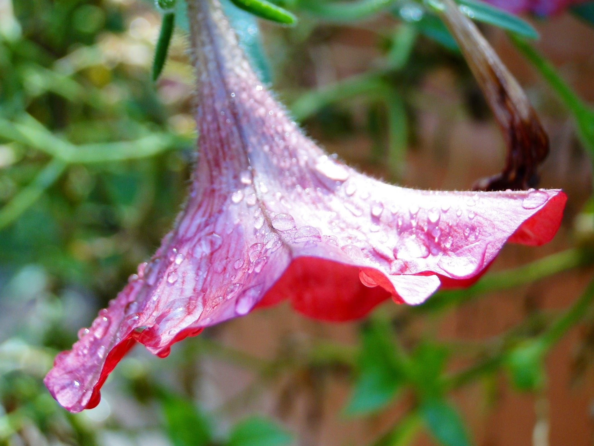 Flower- Brian Carrington