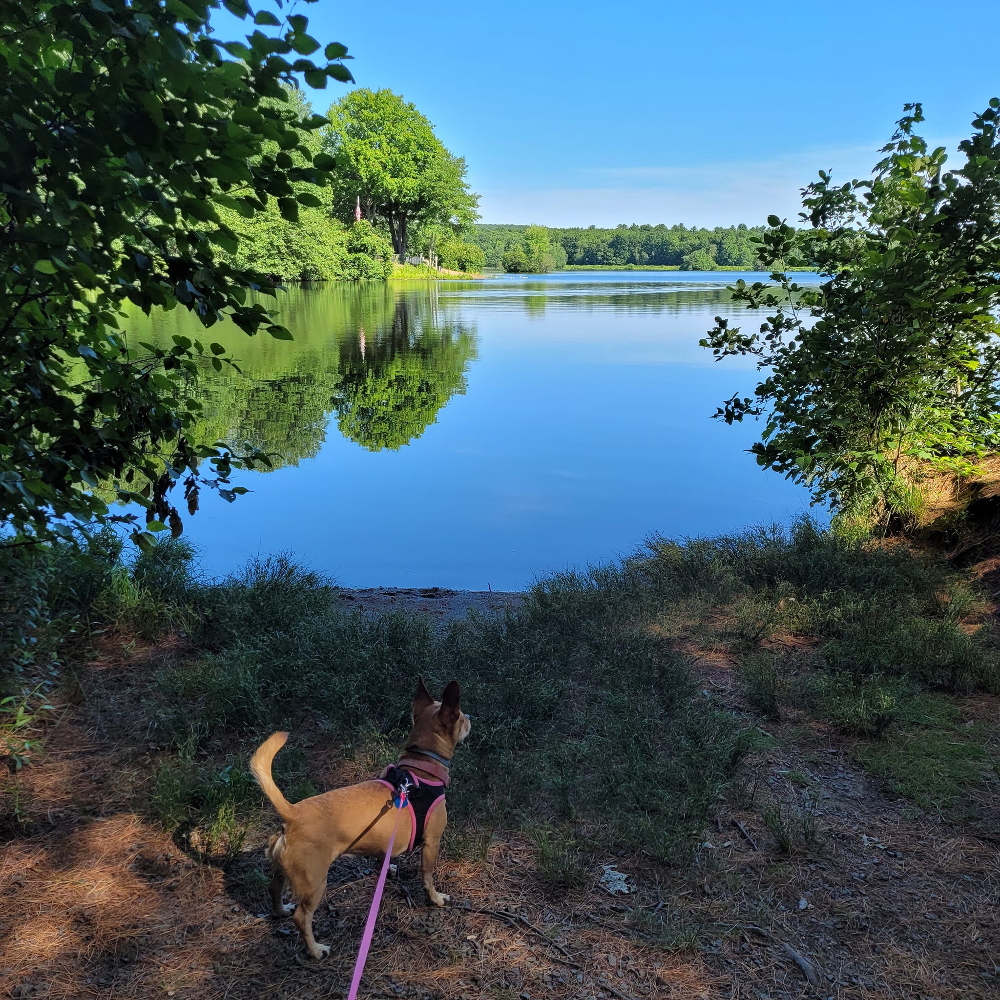Mill Pond Way Pond - Christine ONeill