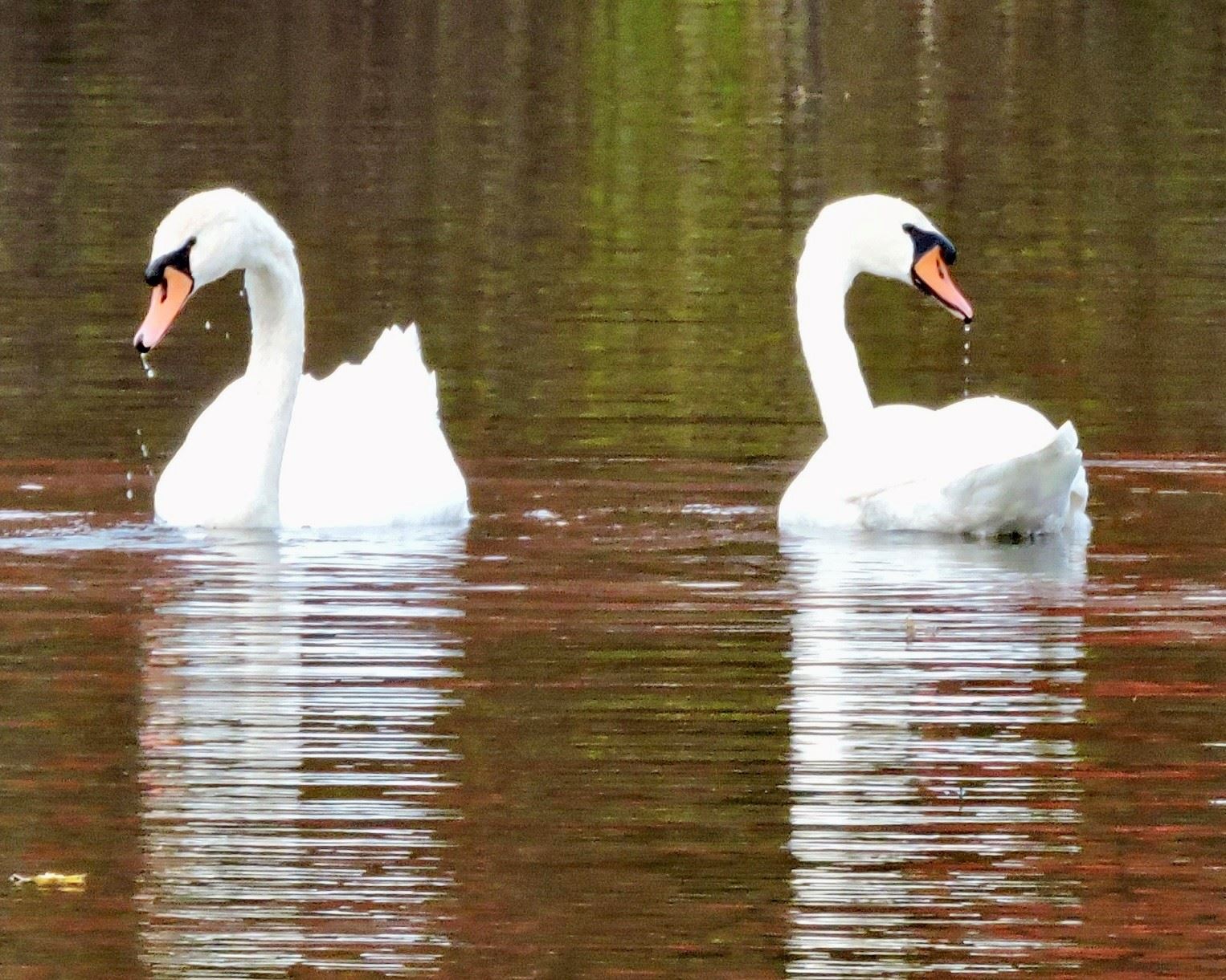 Swans - Brian Carrington