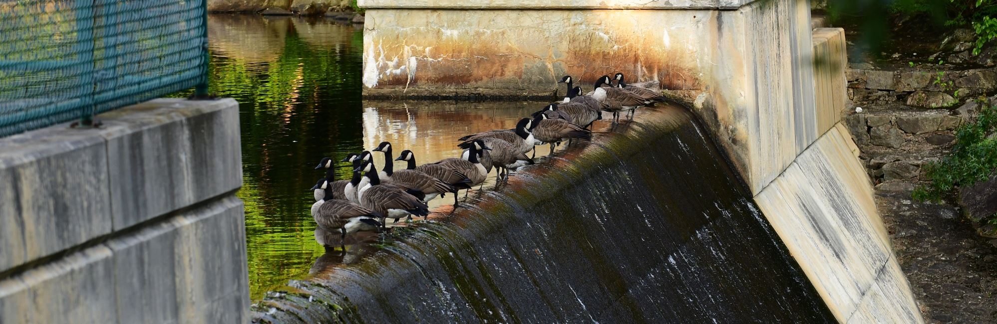 Geese on Dam 